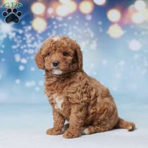 Suzy, Mini Goldendoodle Puppy